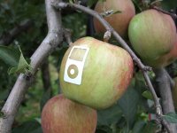 apple-apples1 apple apples1 Bizarre Promotional Products