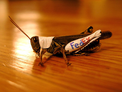 bugged-branding2 bugged branding2 Bizarre Promotional Products